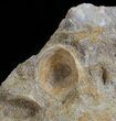 Fossil Plesiosaur (Zarafasaura) Tooth In Rock #61126-2